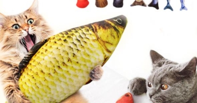 🐡 3D Sponge fish for your cat’s fun! Various species 🐠 Playing Toy For Pet | Gioco per gatti