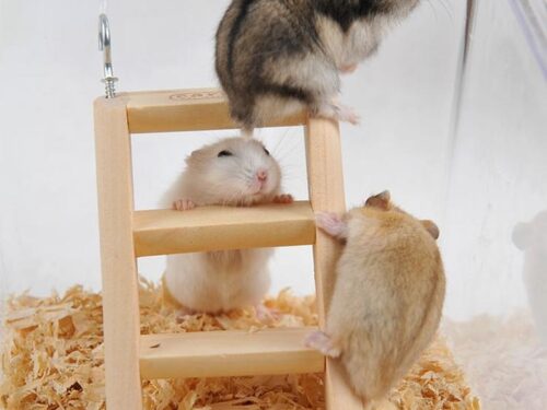 Toy ladder for hamster 🐁 Small Animal Cage – Hanging Ladder with Hook 1pc 15*7*2cm | Little pet criceto