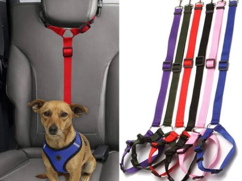 Car safety leash for animals 😸🐕 Cats and Dogs