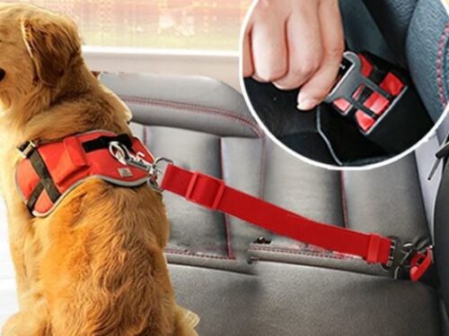 Adjustable Car seat belt for your dog 🦮 Protect your pet in the car | Cintura per cani