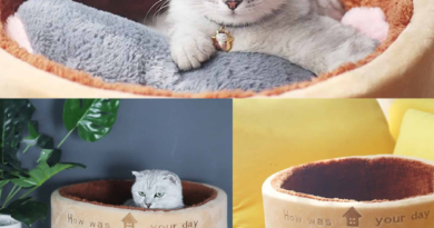 Home sofa bed for cats 😽 Convenient and comfortable