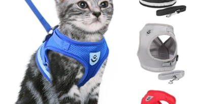Walk your kitty with this beautiful collar | It is nice to take the cat for a walk!