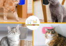 CAT MASSAGER™ | CORNER SCRATCH FOR CATS