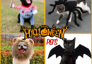 HALLOW FANTASY™ | HALLOWEEN COSTUMES FOR DOGS AND CATS