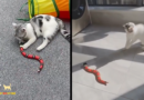 FUNNY SNAKE™ – Infrared electronic toy snake for cat and dog entertainment