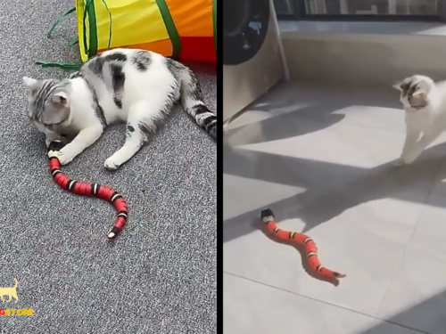 FUNNY SNAKE™ – Infrared electronic toy snake for cat and dog entertainment