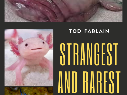 THE WORLD’S STRANGEST AND RAREST ANIMALS: Curiosities and stories of bizarre animals that almost no one knows about | Weird and unusual creatures | Volume 1