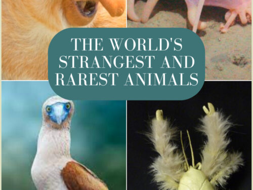 THE WORLD’S STRANGEST AND RAREST ANIMALS: Curiosities and stories of bizarre animals that almost no one knows about | Weird and unusual creatures | Vol. 2