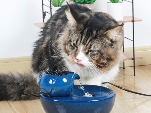 DRINK FOUNTAIN™ – Cat drinking trough with flowing water